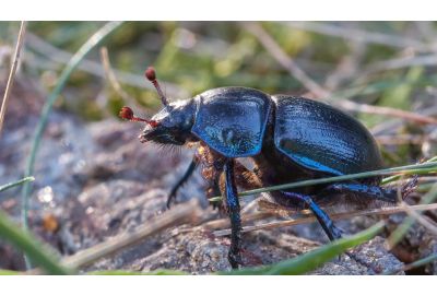 DIY Bug Hotels: Repurpose Plastic Bottles