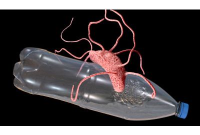 Ideonella Sakaiensis: The Plastic Eating Bacterium