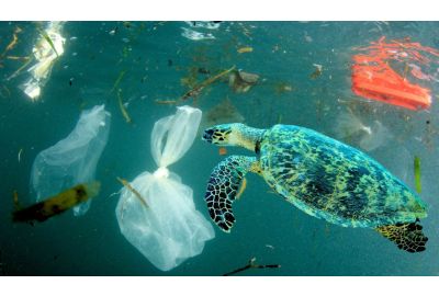 Turtle swimming amongst plastic in the ocean.