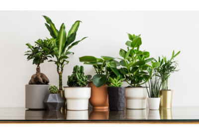 Houseplants