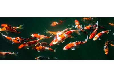 Japanese Fancy Koi Carp Fishes