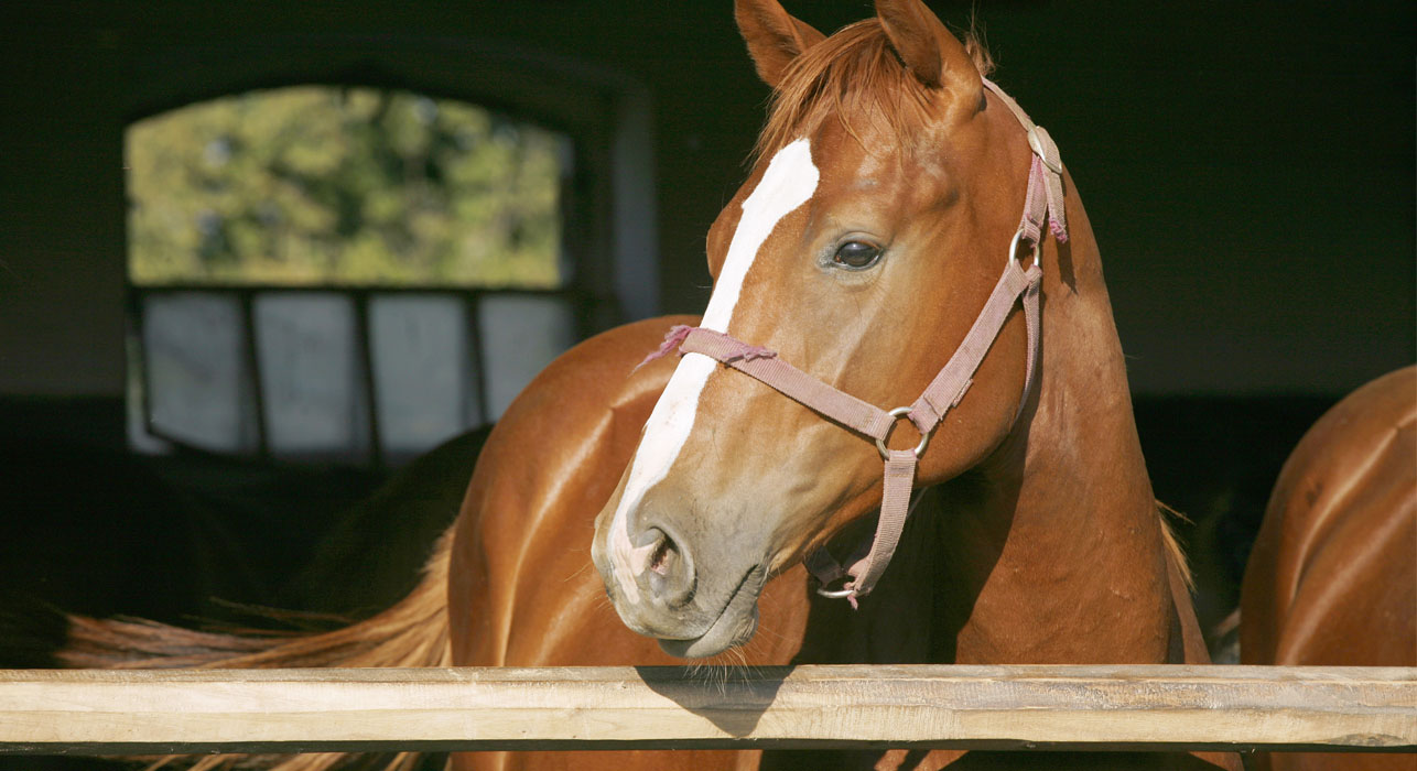 Horse in stable