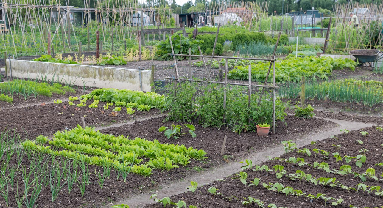 Allotment 