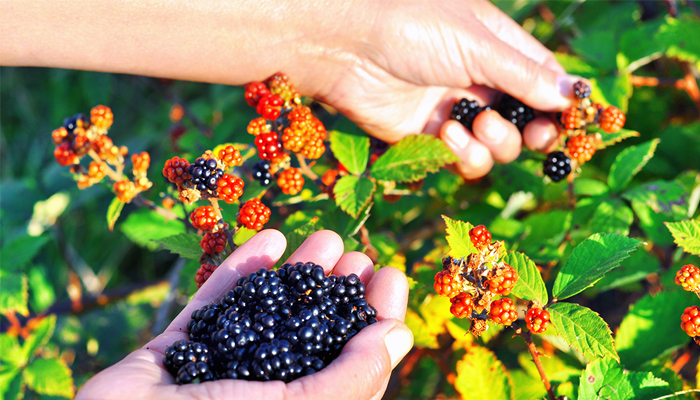 Blackberry Picking