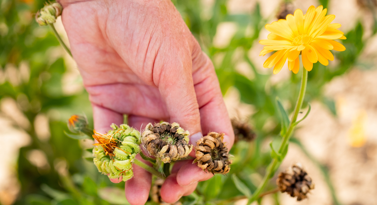 Seeds Of Flowers Calendula
