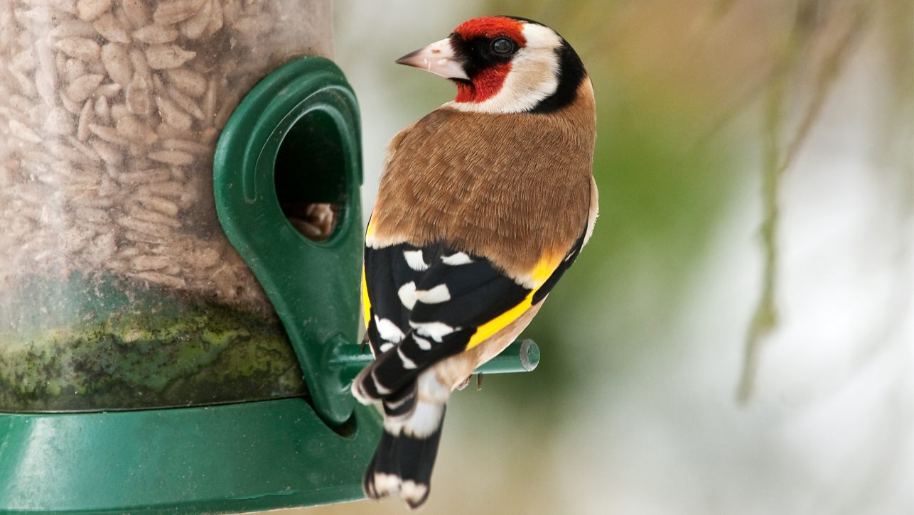 Goldfinch