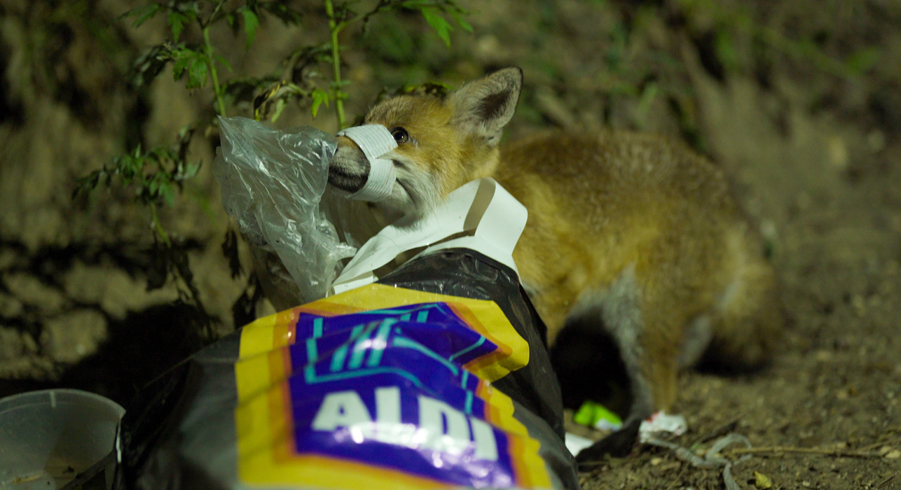 Fox trapped in waste