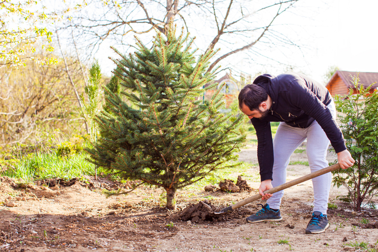Featured Image - Trees