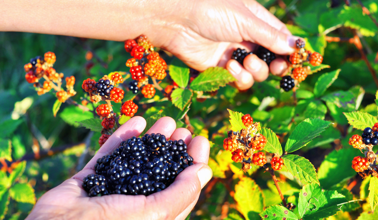 Blackberry Picking