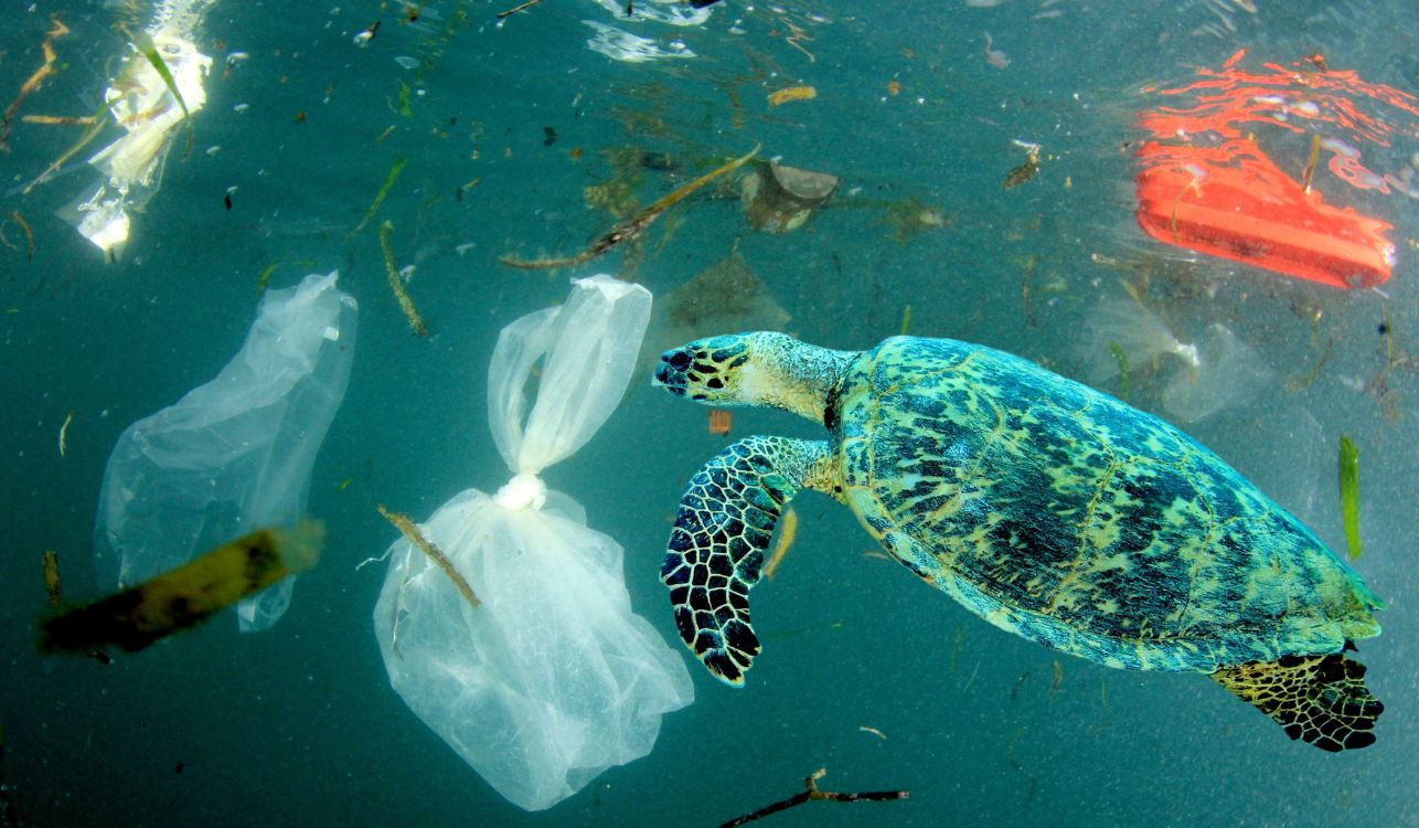 Turtle swimming amongst plastic in the ocean.